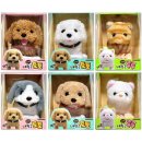 루루강아지 이미지