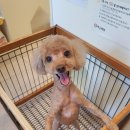 아프지말게 동물병원 이미지