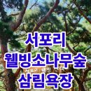 덕적도 서포리 웰빙 소나무숲 동영상 이미지