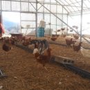 대강농장 이미지