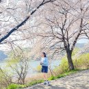 🌸늦은 벚꽃 나들이 후기 2 🌸24.04.07 일