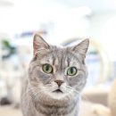 701아를고양이카페(cat in the art) 이미지