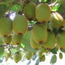 참다래집 이미지