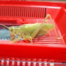 서해5농장 이미지