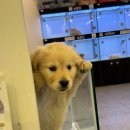 대구애견분양 드디어 나도 집사 개키우는남자 대구본점 심쿵 후기! 🐶💖