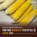 초당 | 제철 초당옥수수 후기, 보관부터 맛있게 먹는 방법까지