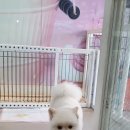 신운미애견미용실 이미지