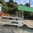 중문타이어 | 중문승마공원ㅣ제주도 서귀포 가볼 만한 곳 바다 보이는 코스 승마체험 내돈내산 후기