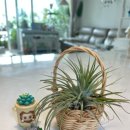 이오난사 미니라탄바구니 이미지