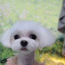 오댕이네 애견미용(가곡리점) | 강서구애견미용 말티즈 알머리컷