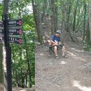 치악산둘레길 9코스 자작나무길 이미지