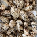 스페셜 #1 $30/LBS! BC주 북부의 새로운 스팟에서 지금 막 도착한 신선한 자연산 송이버섯 팝니다. 이미지