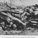 소련군에 의한 카틴숲 학살사건(Katyn Forest Massacre) 이미지