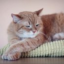 이로동물의료센터 이미지