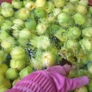 진들농장 이미지