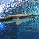 코엑스아쿠아리움 이미지