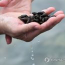 60대女 대장 내시경서 기생충 4마리 발견...평소 뭐 먹었나 봤더니 이미지