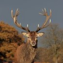 엘크사슴 이미지