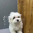 도도 그루밍 이미지