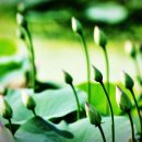 연꽃유치원 이미지