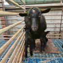 남원흑염소농장 2농장 이미지