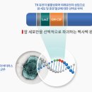 신라젠 개선기간 1개월 전 개선사항 현황 이미지