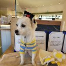 쏭쏭애견유치원 | 보리의 2022년 2월 기록♥ _ 입양견 일상, 내돈내산 반려견 옷