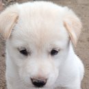 장원분식 이미지