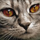 고양이눈 이미지