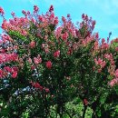 백일홍, 간지럼나무 등으로 불려지는 배롱나무(crape myrtle) 이미지