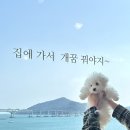 도그민 네이버블로그