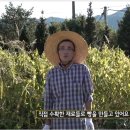 해븐