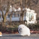 화이트포메라니안 이미지