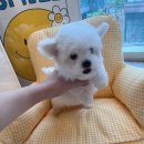 늘 함께하 개 이미지