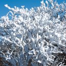 눈꽃여행 이미지