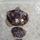 궁촌 어촌체험휴양마을 이미지