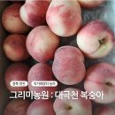 엄지농원 | 농라 대극천 <그리미농원> 복숭아 후기