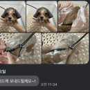 댕요일 이미지