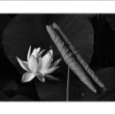 송해면-2 이미지