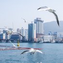 부산갈매기 이미지