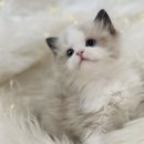 시바견분양.kr 이미지