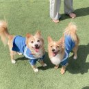 도그 스포지움 이미지