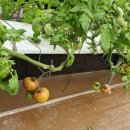 태선농장 이미지