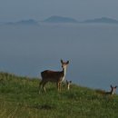 덕적식당민박 이미지