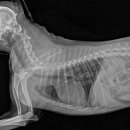 24시 위너스동물의료센터 이미지