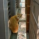 10월 1주 기록ㅣ보니렌 스크래쳐, 경복궁 전통한복 대여 금준당, 하비에르 카예하 특별전