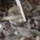 힐링곰장어 이미지