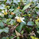 최범수 | 백련사에서 다산초당 가는 오솔길