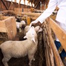 동일축산 이미지