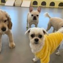 댕겨올개 이미지